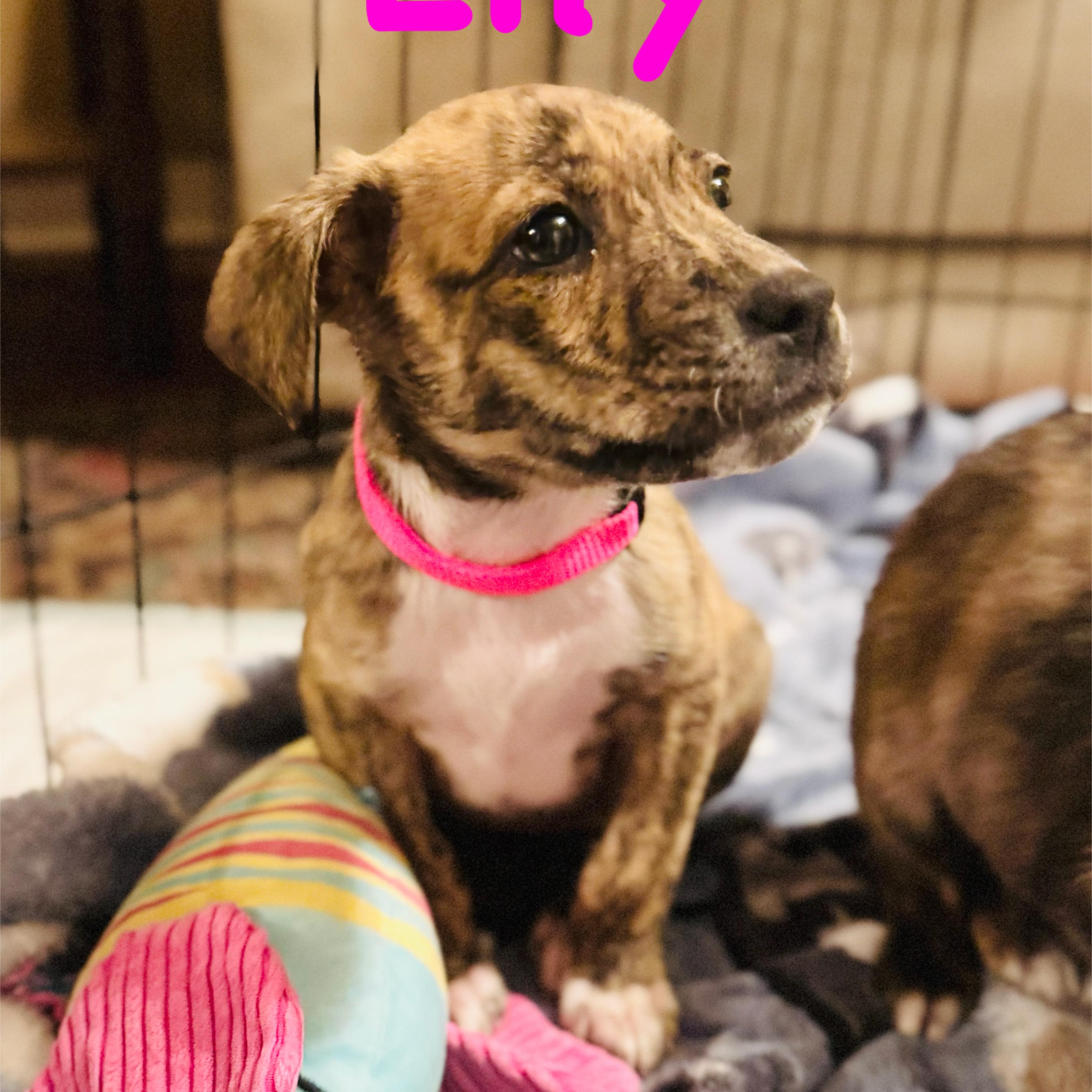 Lily, ADOPTABLE, Puppy Female Pit Bull Terrier & Boxer.