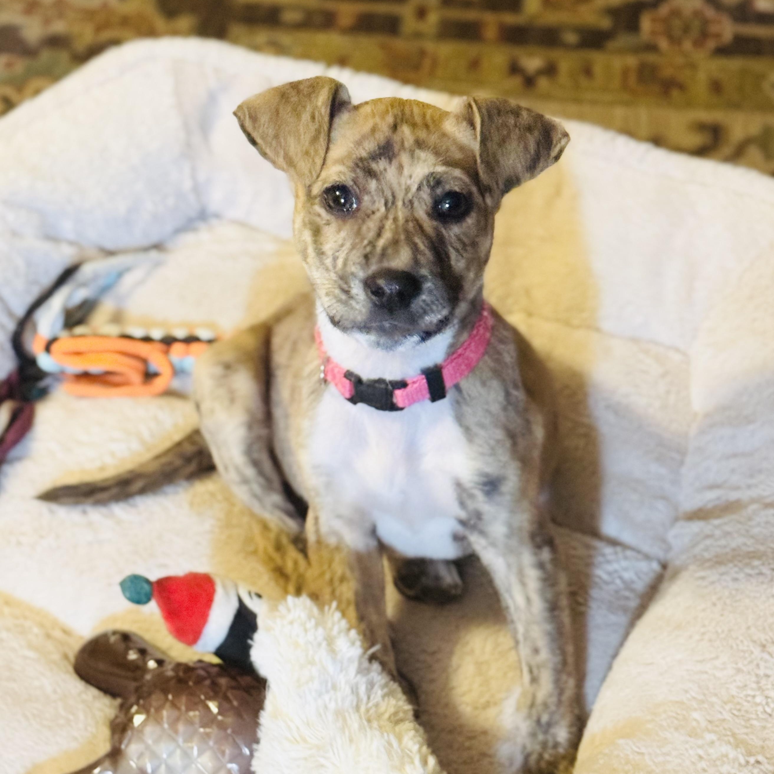 Enlarge Lily, a ADOPTABLE mixed breed in Okmulgee, OK image 2/2