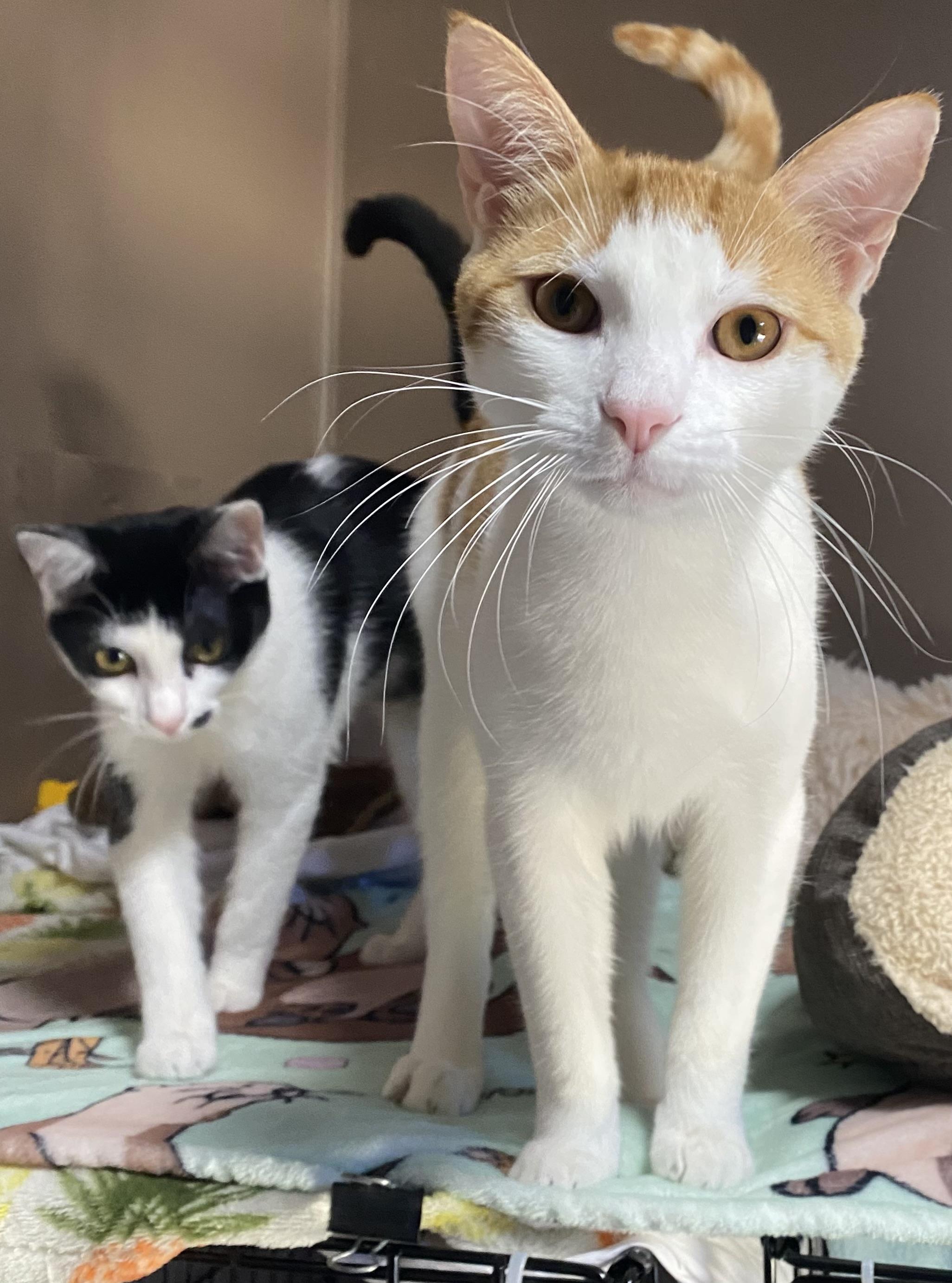 CHEETO, a Adoptable Domestic Short Hair in Pittsburgh, PA image 5/5