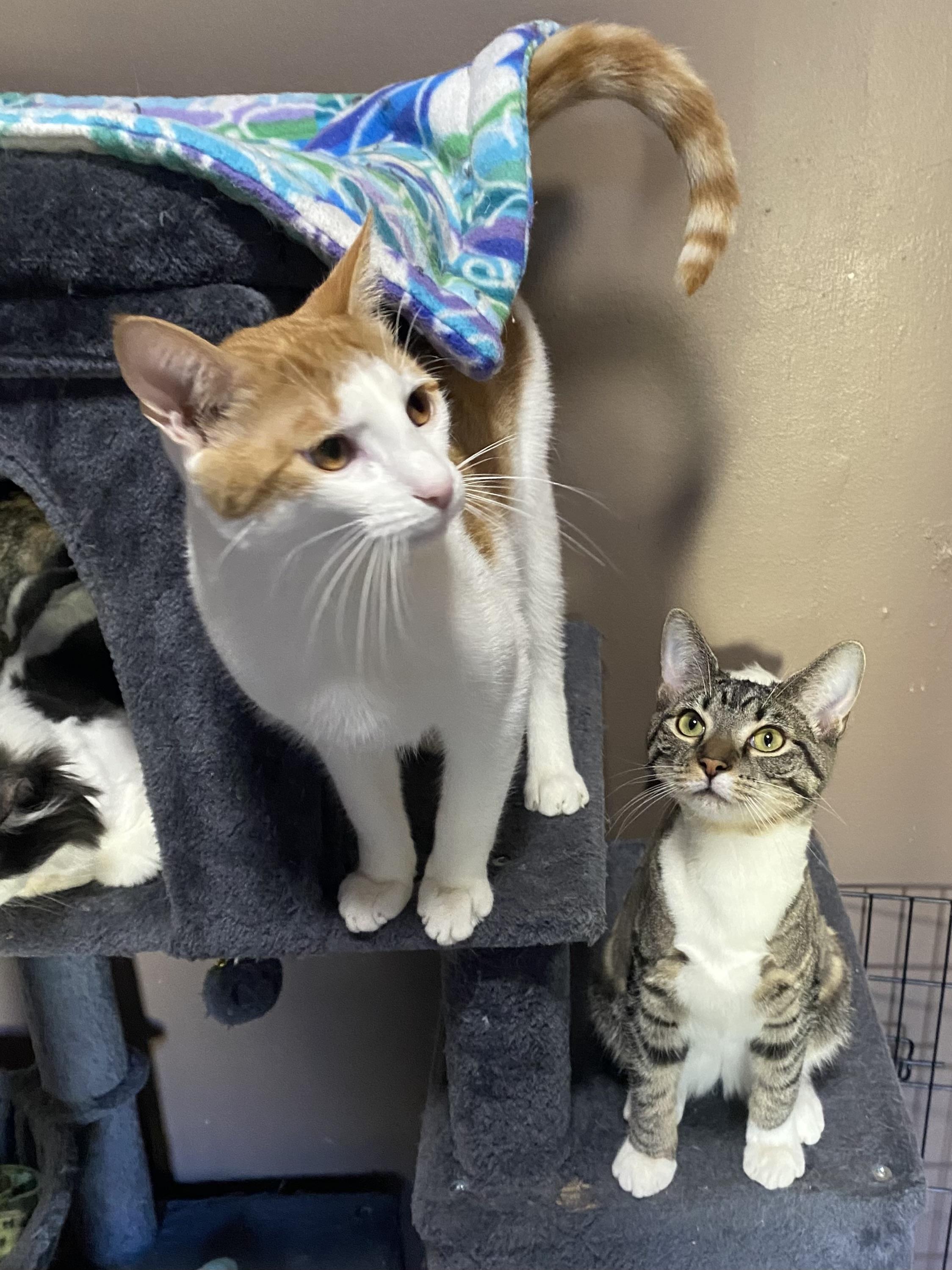 CHEETO, a Adoptable Domestic Short Hair in Pittsburgh, PA image 4/5