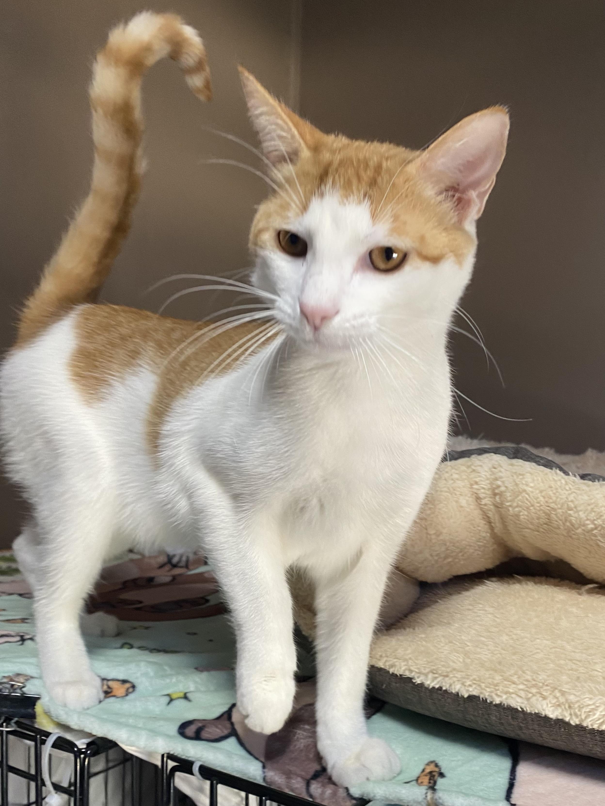 CHEETO, a Adoptable Domestic Short Hair in Pittsburgh, PA image 3/5