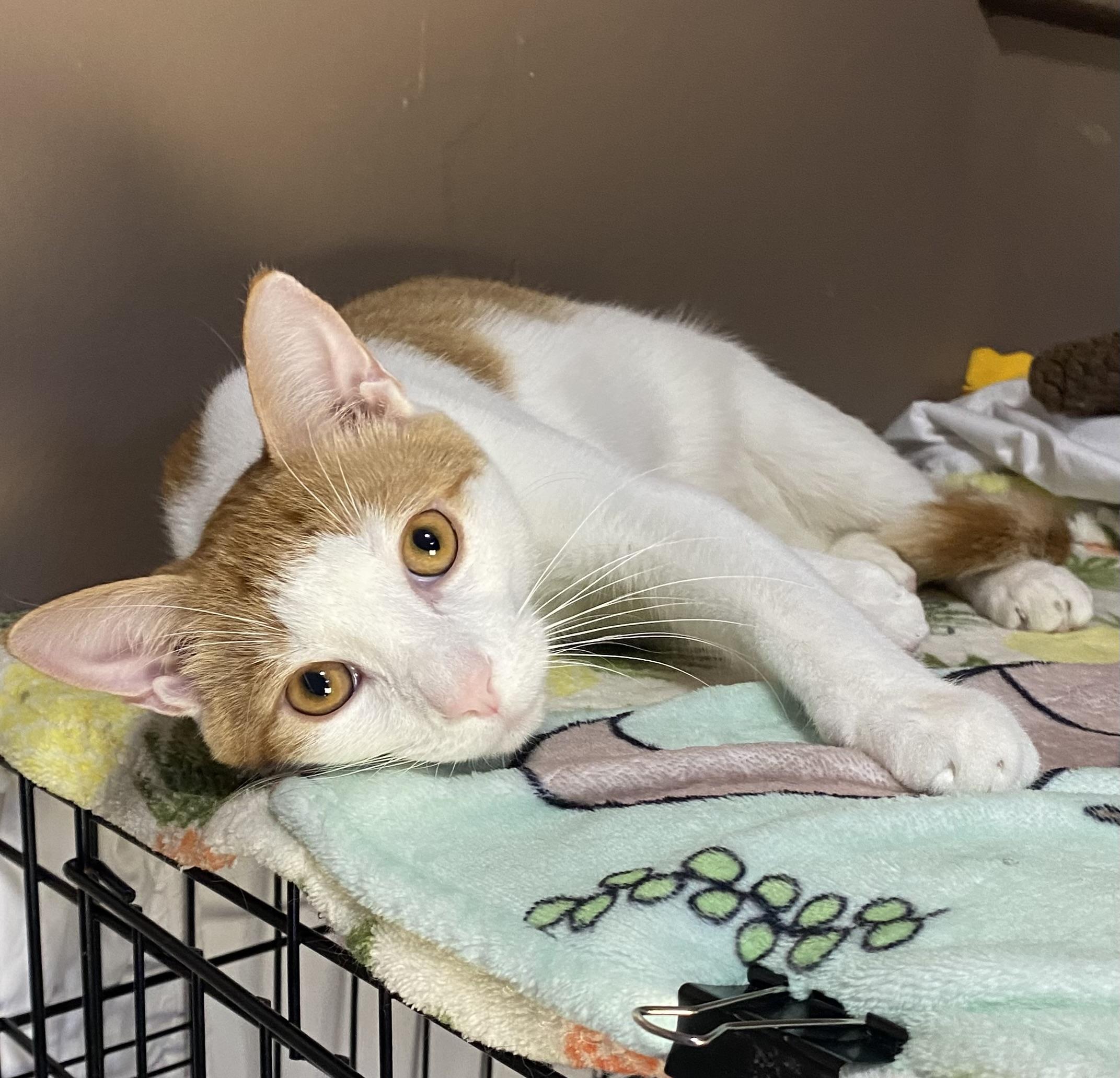 CHEETO, a Adoptable Domestic Short Hair in Pittsburgh, PA image 1/5