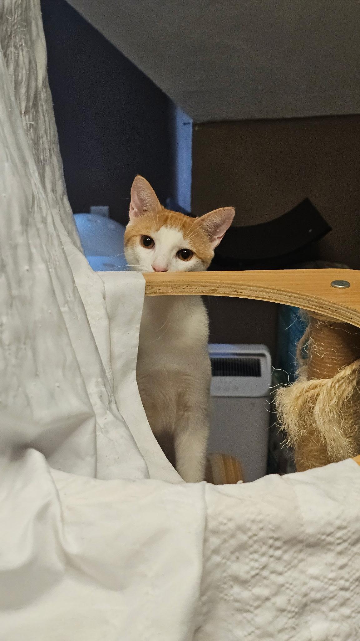 CHEETO, Adoptable, Young Male Domestic Short Hair.