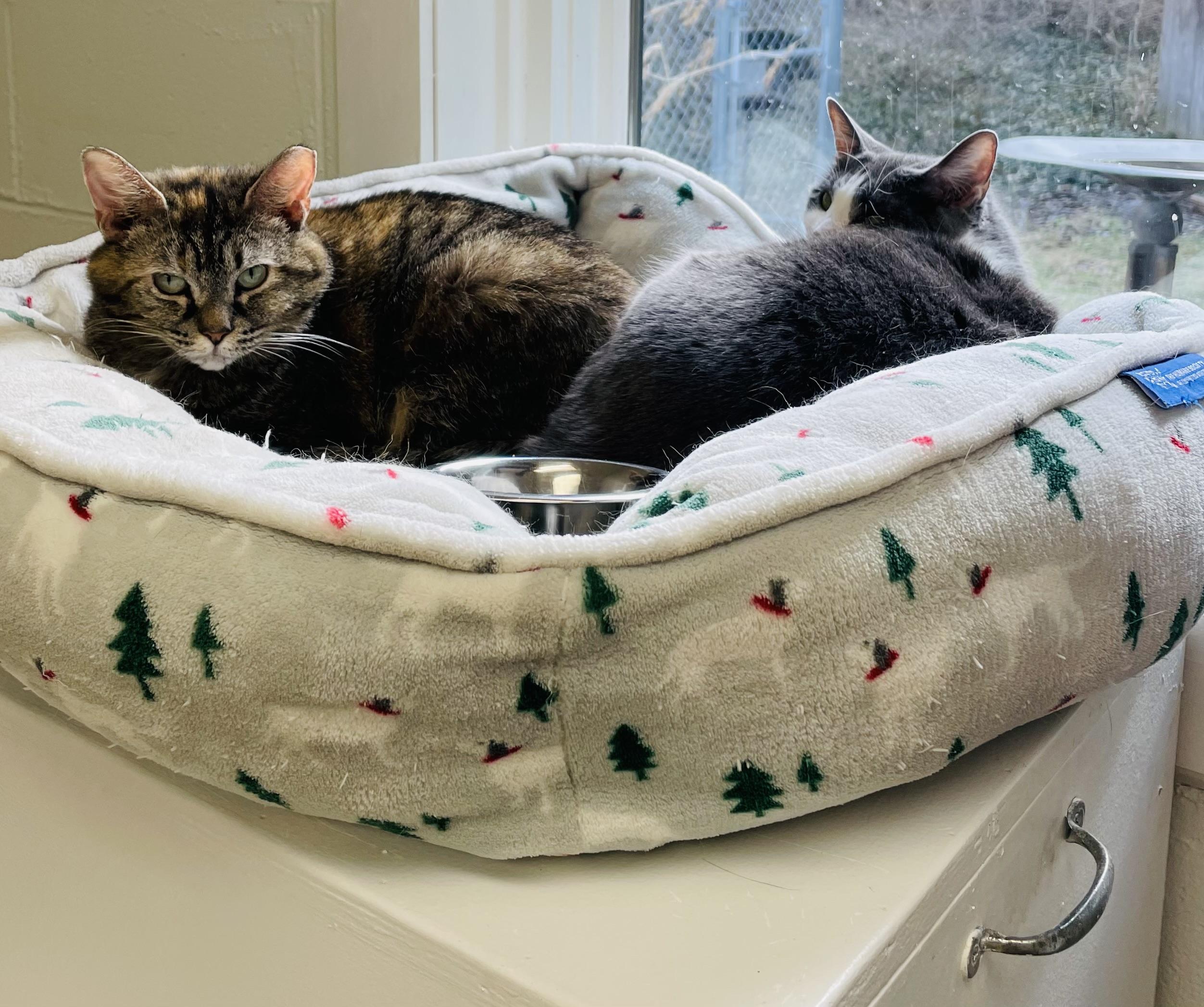 Enlarge Journee, a Adoptable Domestic Short Hair in Cincinnati, OH image 4/6