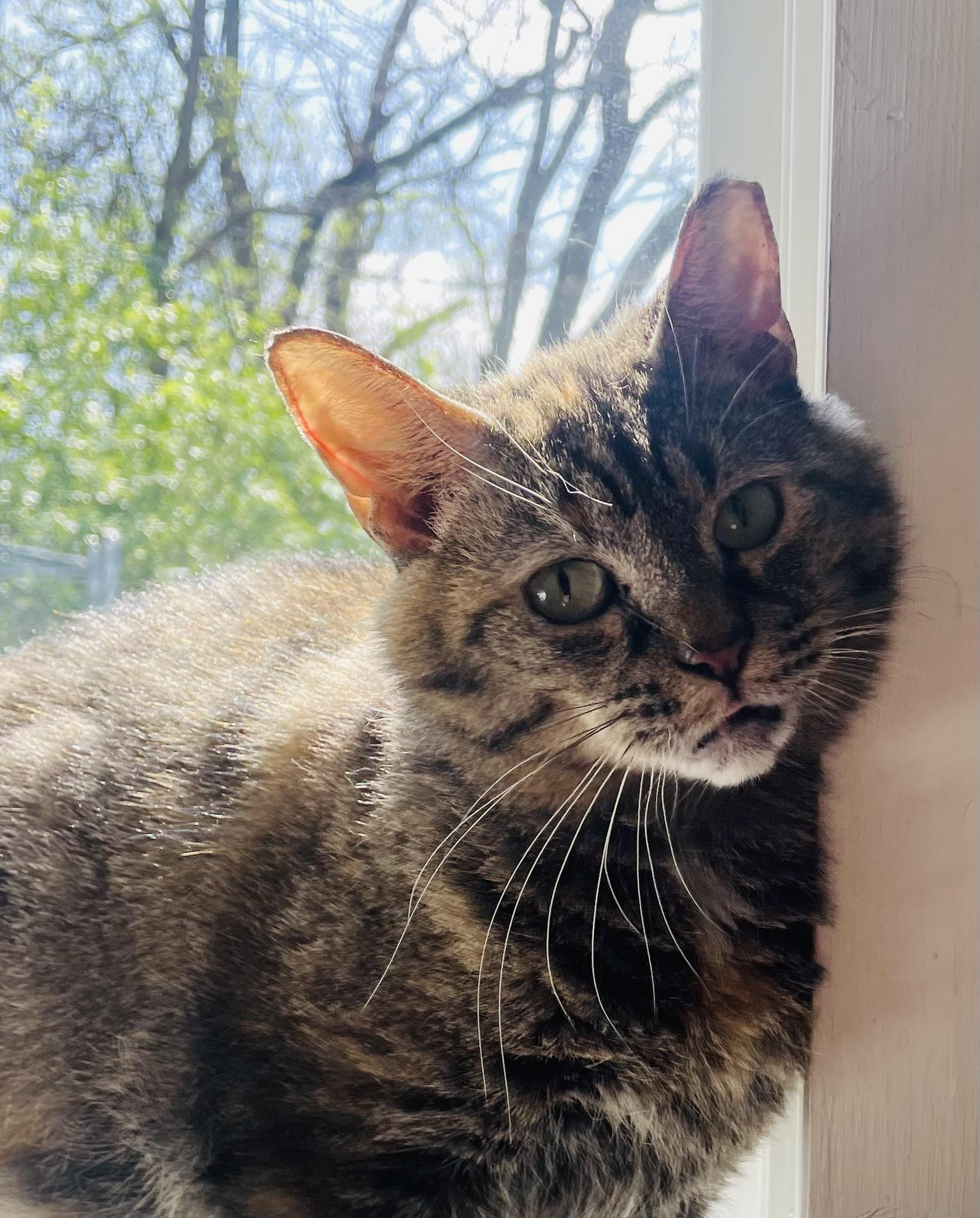 Enlarge Journee, a Adoptable Domestic Short Hair in Cincinnati, OH image 6/6