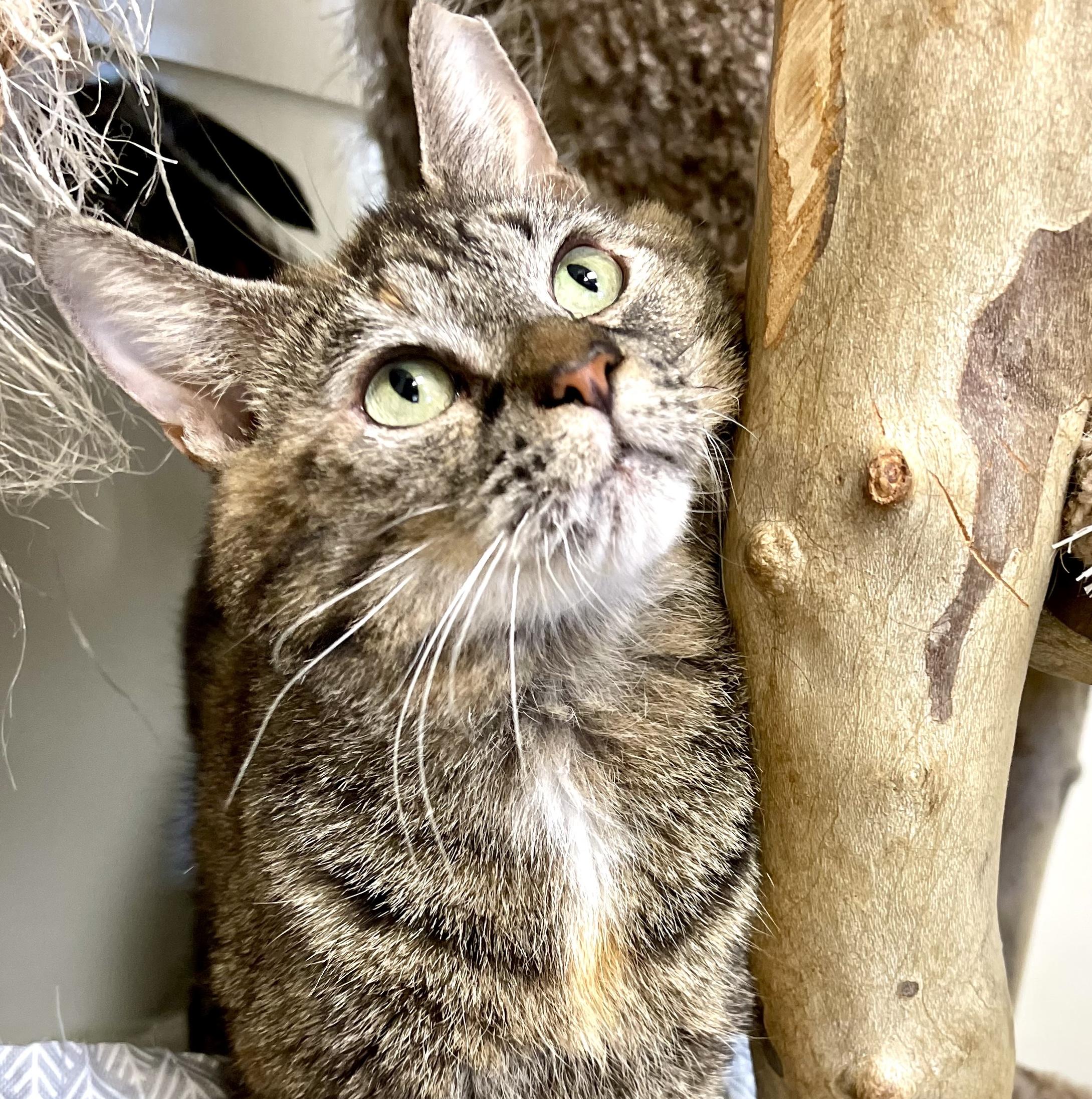 Enlarge Journee, a Adoptable Domestic Short Hair in Cincinnati, OH image 3/6