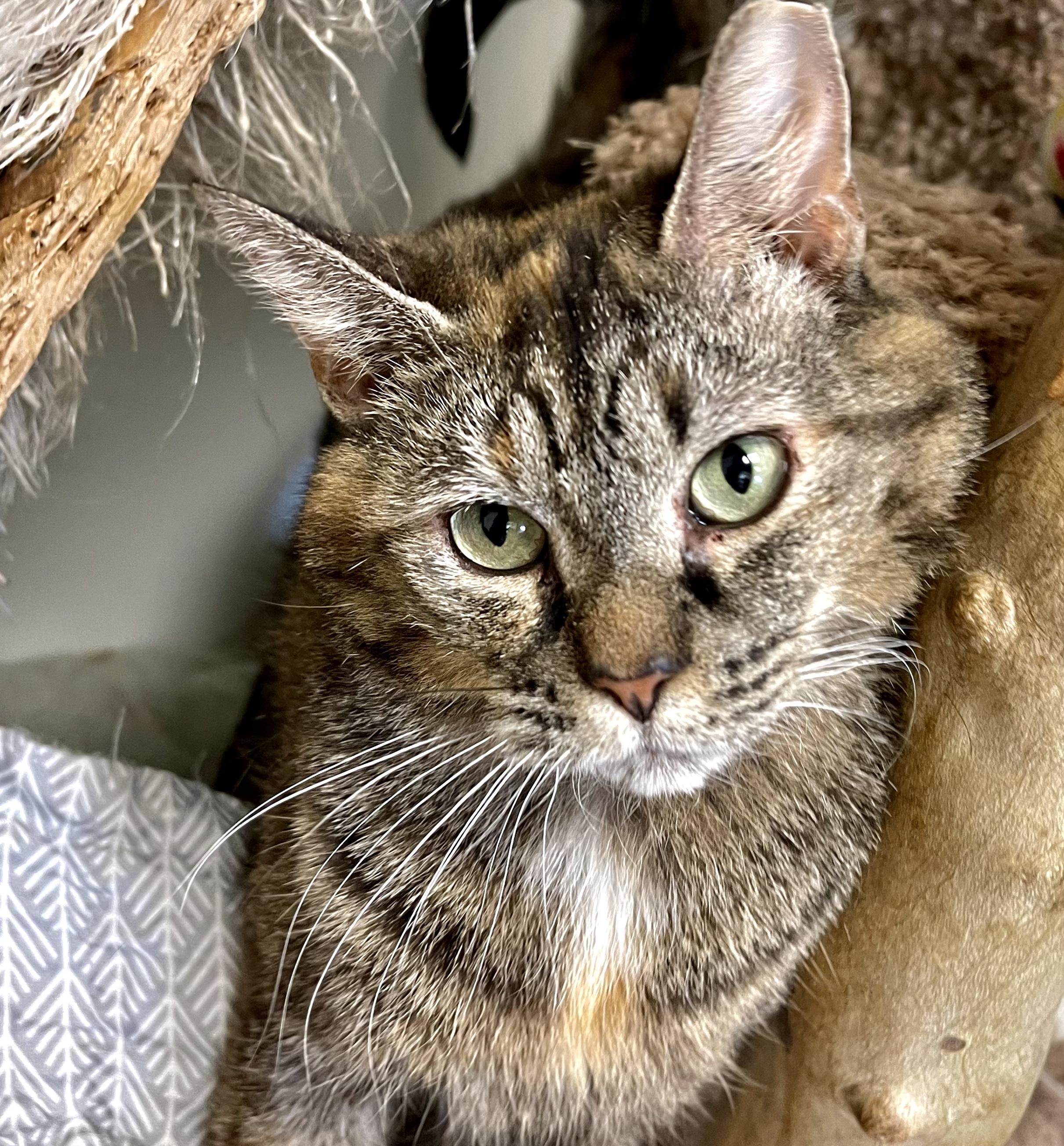 Enlarge Journee, a Adoptable Domestic Short Hair in Cincinnati, OH image 5/6