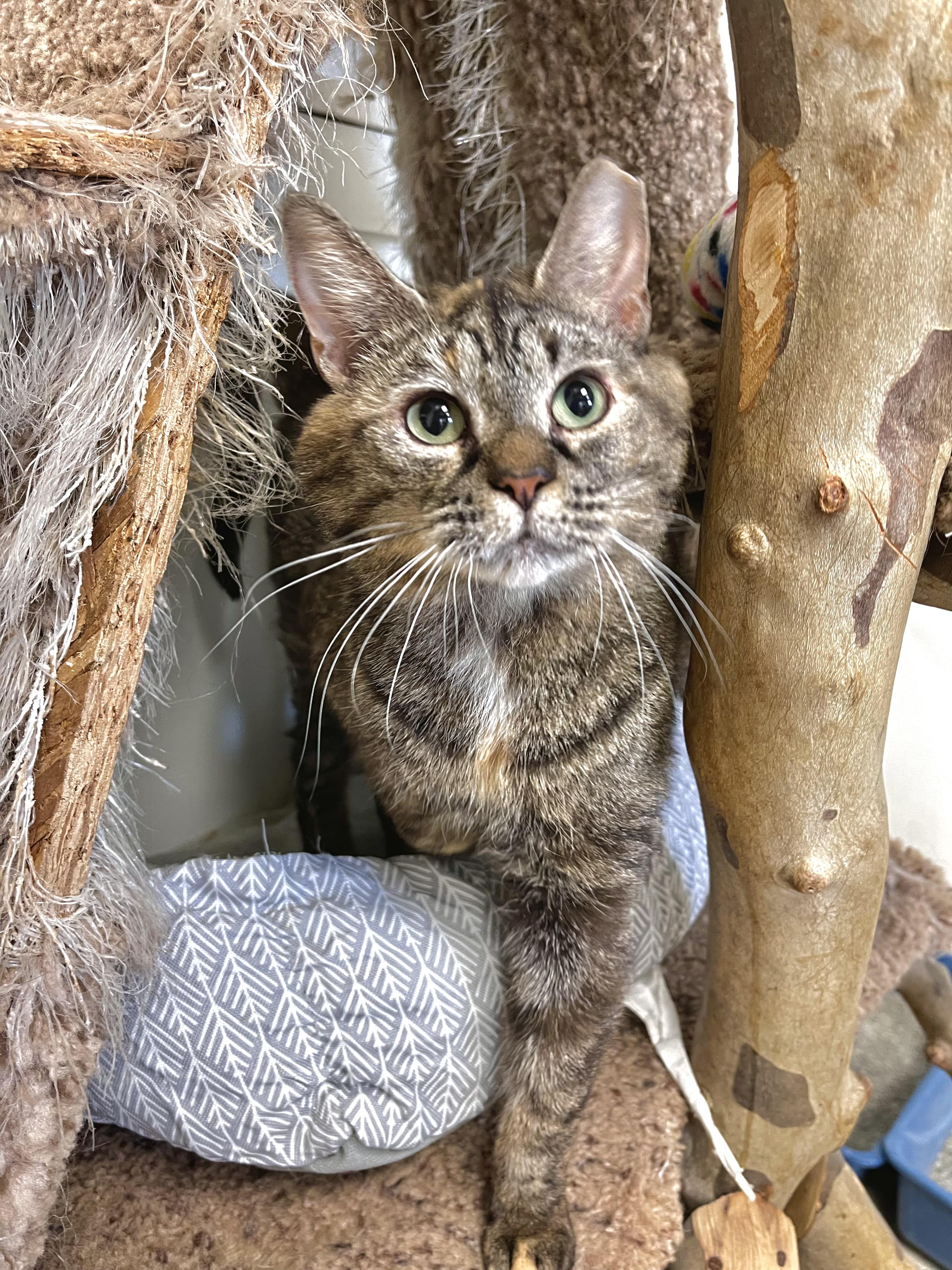 Enlarge Journee, a Adoptable Domestic Short Hair in Cincinnati, OH image 2/6