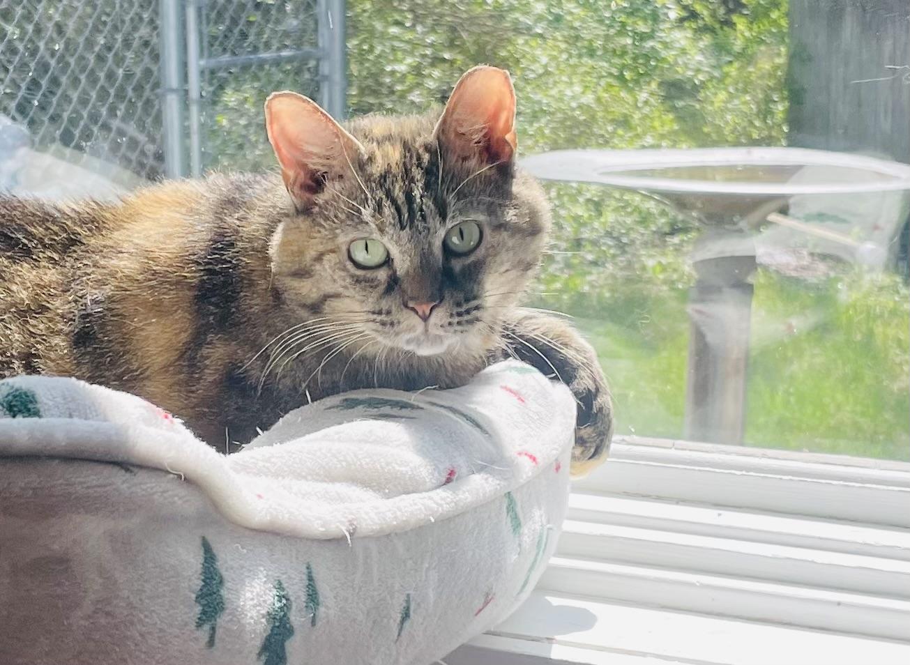 Enlarge Journee, a Adoptable Domestic Short Hair in Cincinnati, OH image 1/6