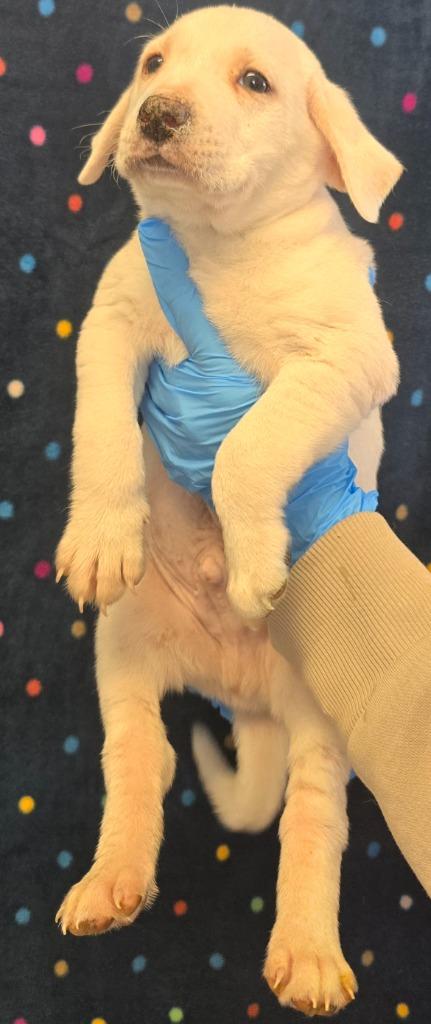 Scone, Adoptable, Puppy Male Labrador Retriever & Mixed Breed.