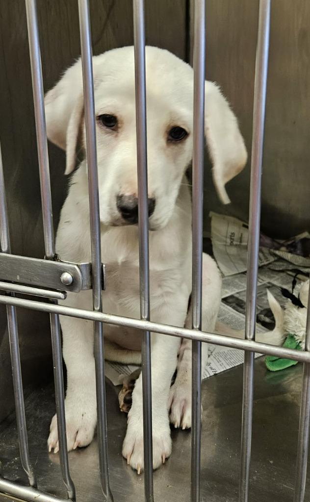 Enlarge Scone, a Adoptable mixed breed in Murphysboro, IL image 2/5