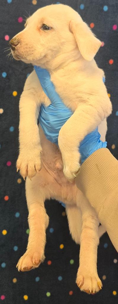 Enlarge Scone, a Adoptable mixed breed in Murphysboro, IL image 3/5