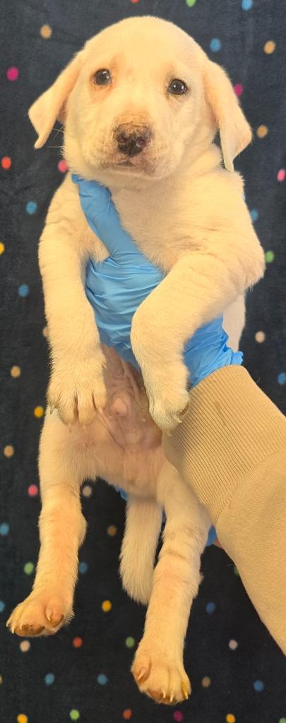 Enlarge Scone, a Adoptable mixed breed in Murphysboro, IL image 4/5