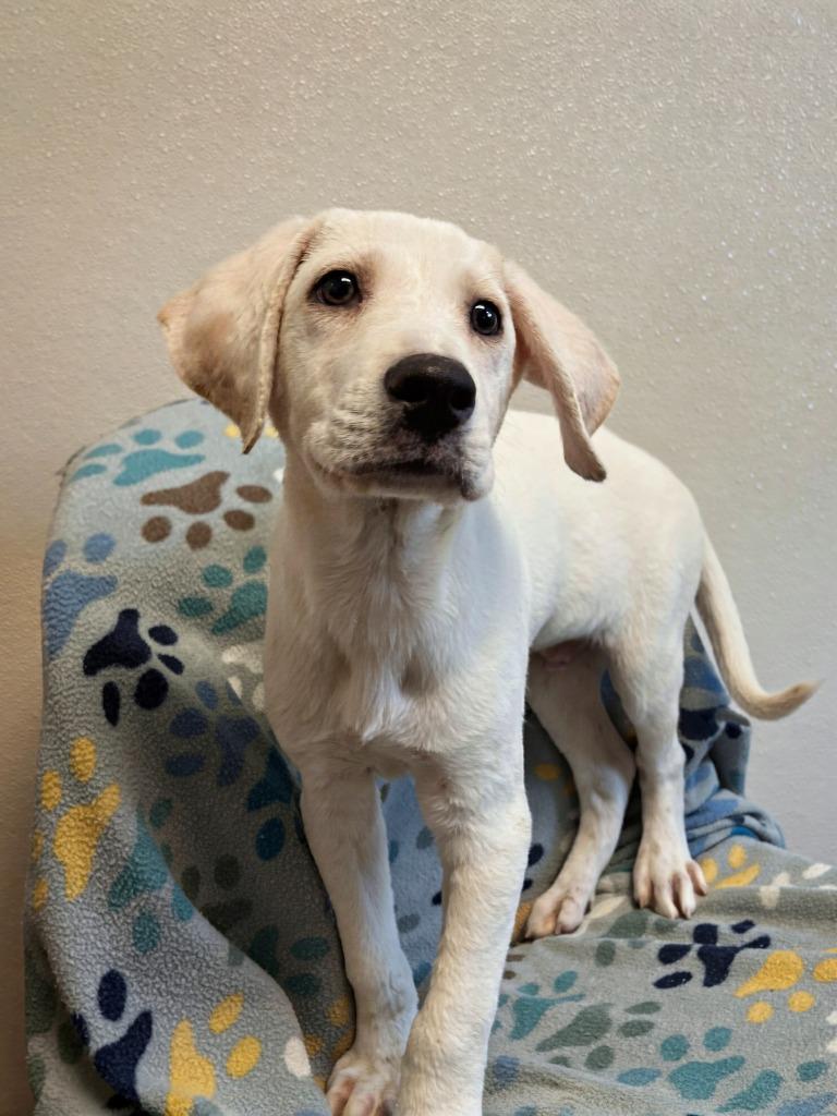 Enlarge Scone, a Adoptable mixed breed in Murphysboro, IL image 5/5