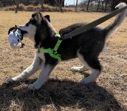 Captain Pup-Tart, Adoptable, Puppy Male Siberian Husky & Mixed Breed.