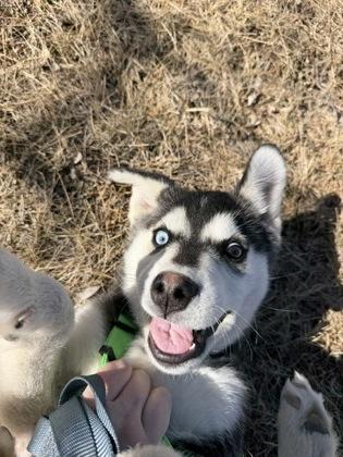Enlarge Captain Pup-Tart, a Adoptable mixed breed in McCook, NE image 3/3