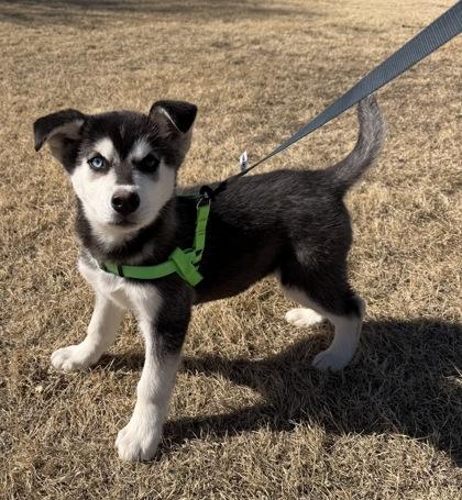 Enlarge Captain Pup-Tart, a Adoptable mixed breed in McCook, NE image 1/3