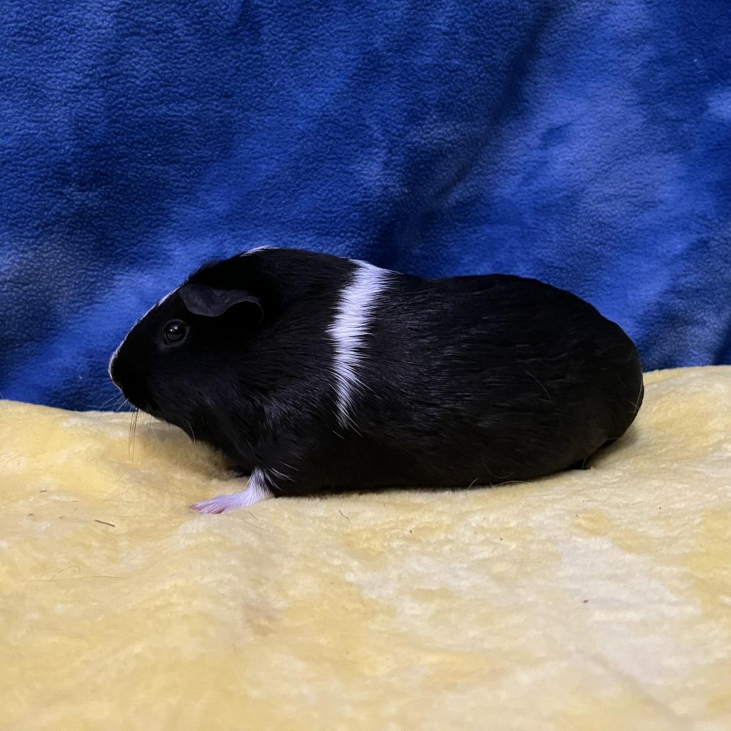 Enlarge Rosie (bonded with Ruby), a Adoptable Guinea Pig in Decatur, GA image 1/6