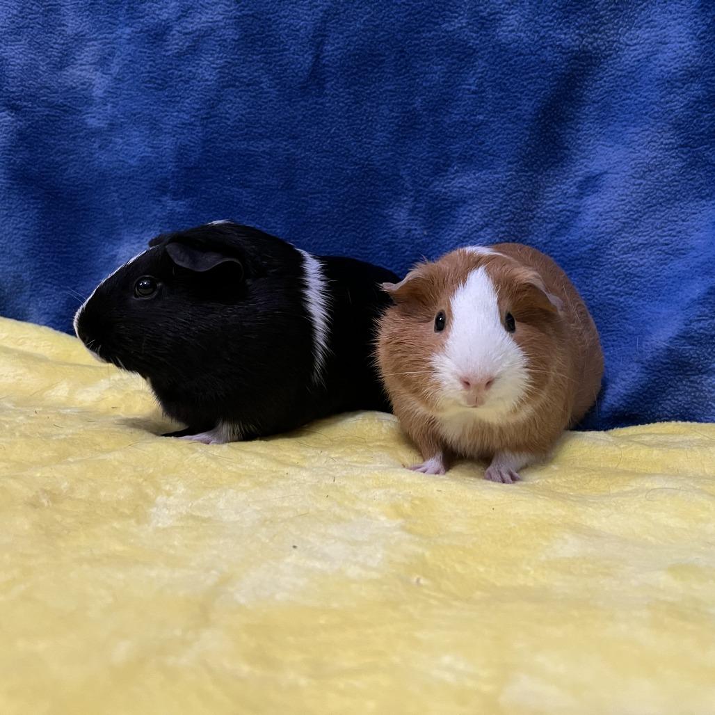 Enlarge Rosie (bonded with Ruby), a Adoptable Guinea Pig in Decatur, GA image 2/6