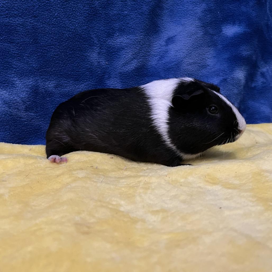 Enlarge Rosie (bonded with Ruby), a Adoptable Guinea Pig in Decatur, GA image 3/6