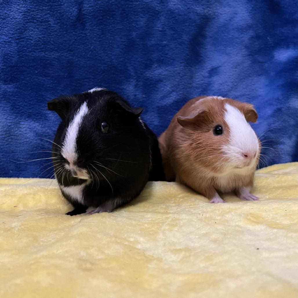 Enlarge Rosie (bonded with Ruby), a Adoptable Guinea Pig in Decatur, GA image 4/6