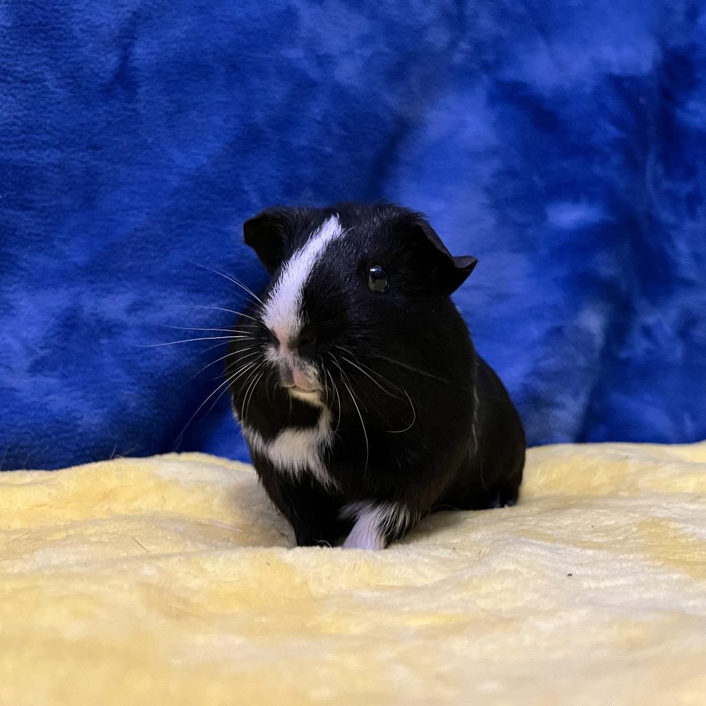 Enlarge Rosie (bonded with Ruby), a Adoptable Guinea Pig in Decatur, GA image 5/6