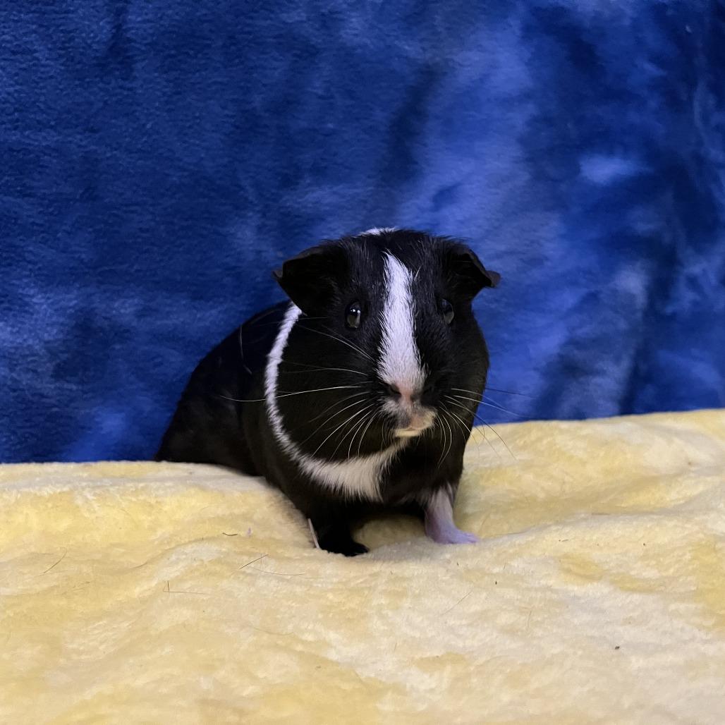 Enlarge Rosie (bonded with Ruby), a Adoptable Guinea Pig in Decatur, GA image 6/6