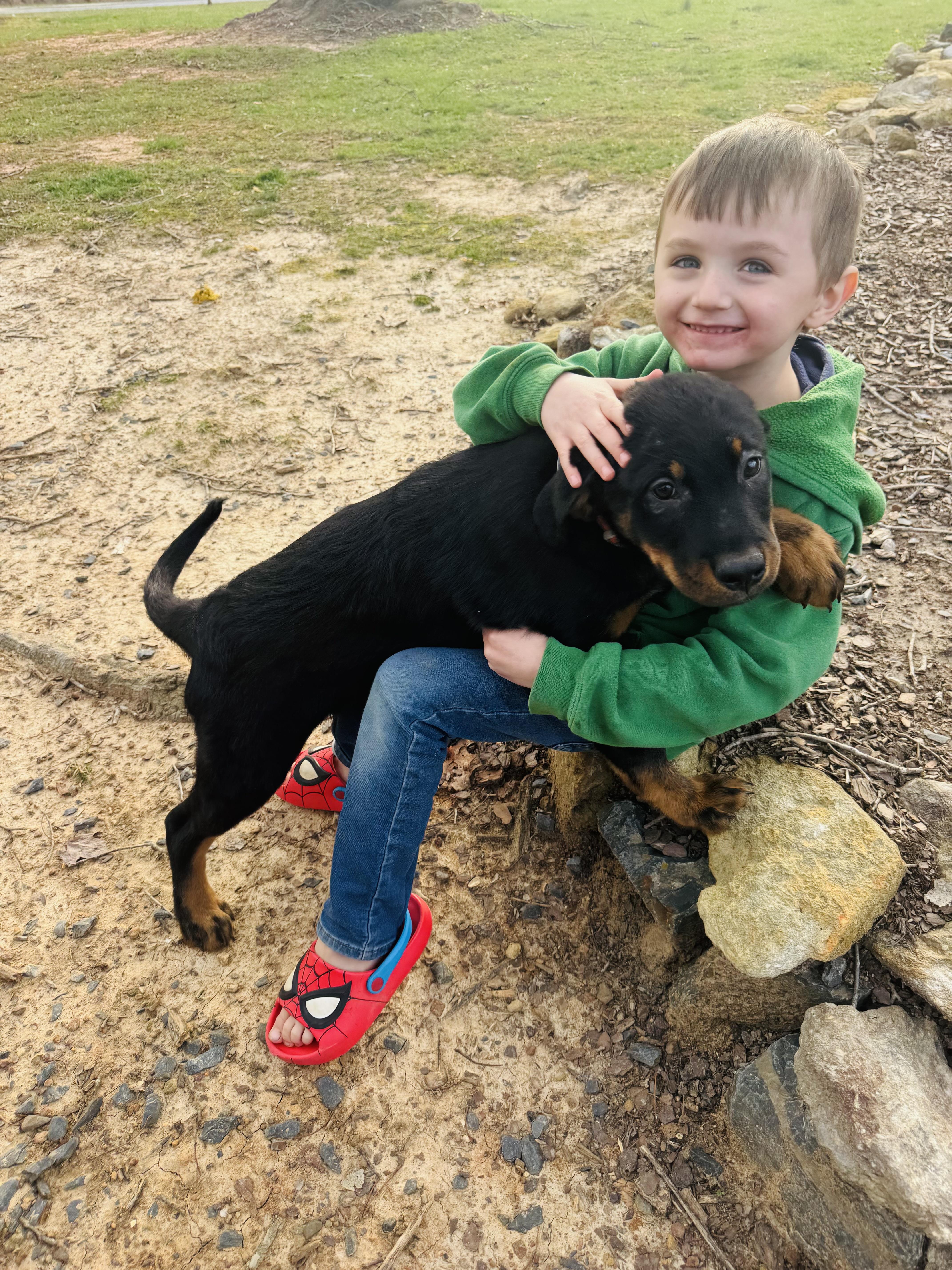 Enlarge Gus , a ADOPTABLE mixed breed in Albemarle, NC image 2/2