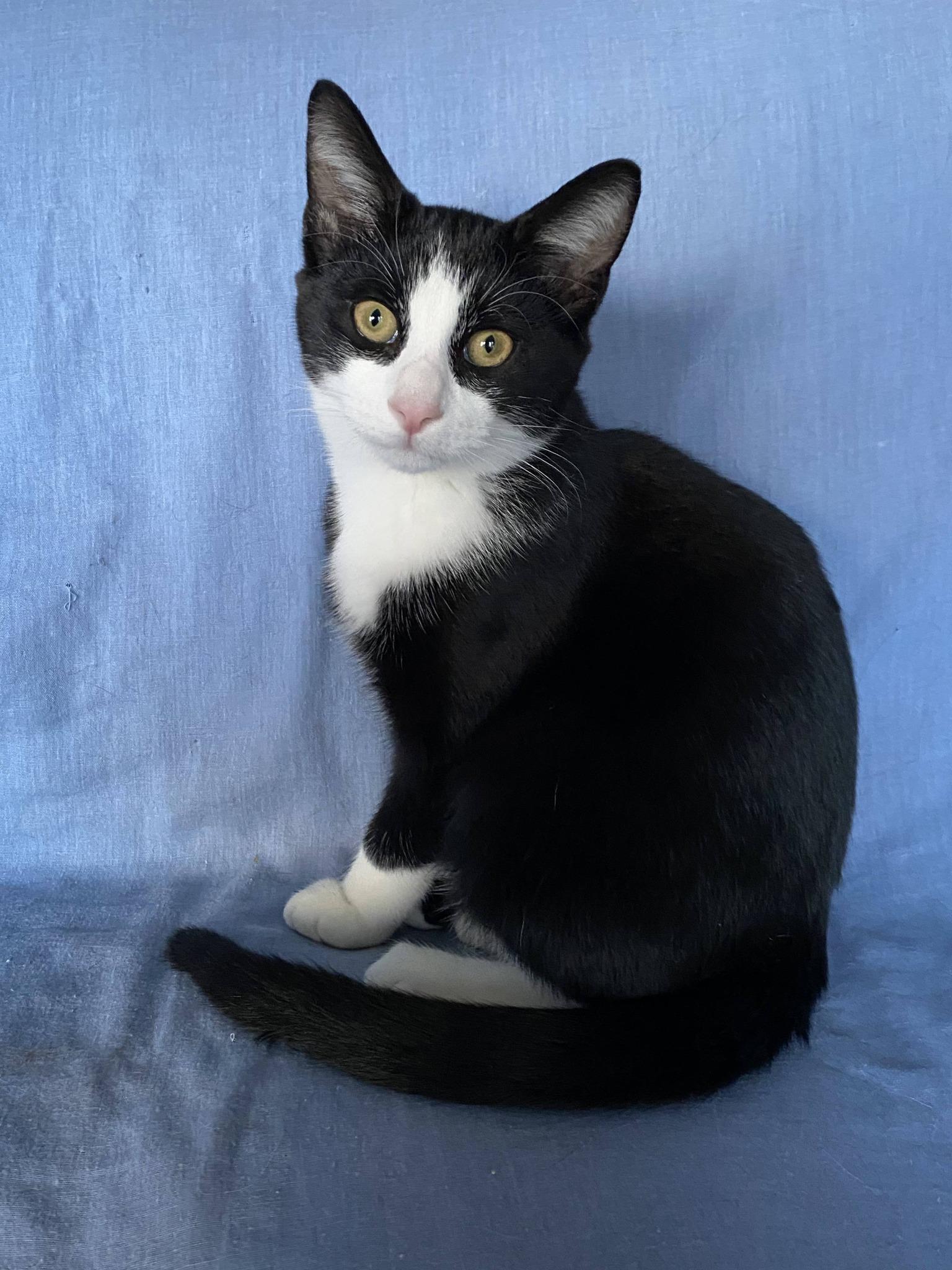 Enlarge Kharon, a ADOPTABLE mixed breed in North Billerica, MA image 1/5