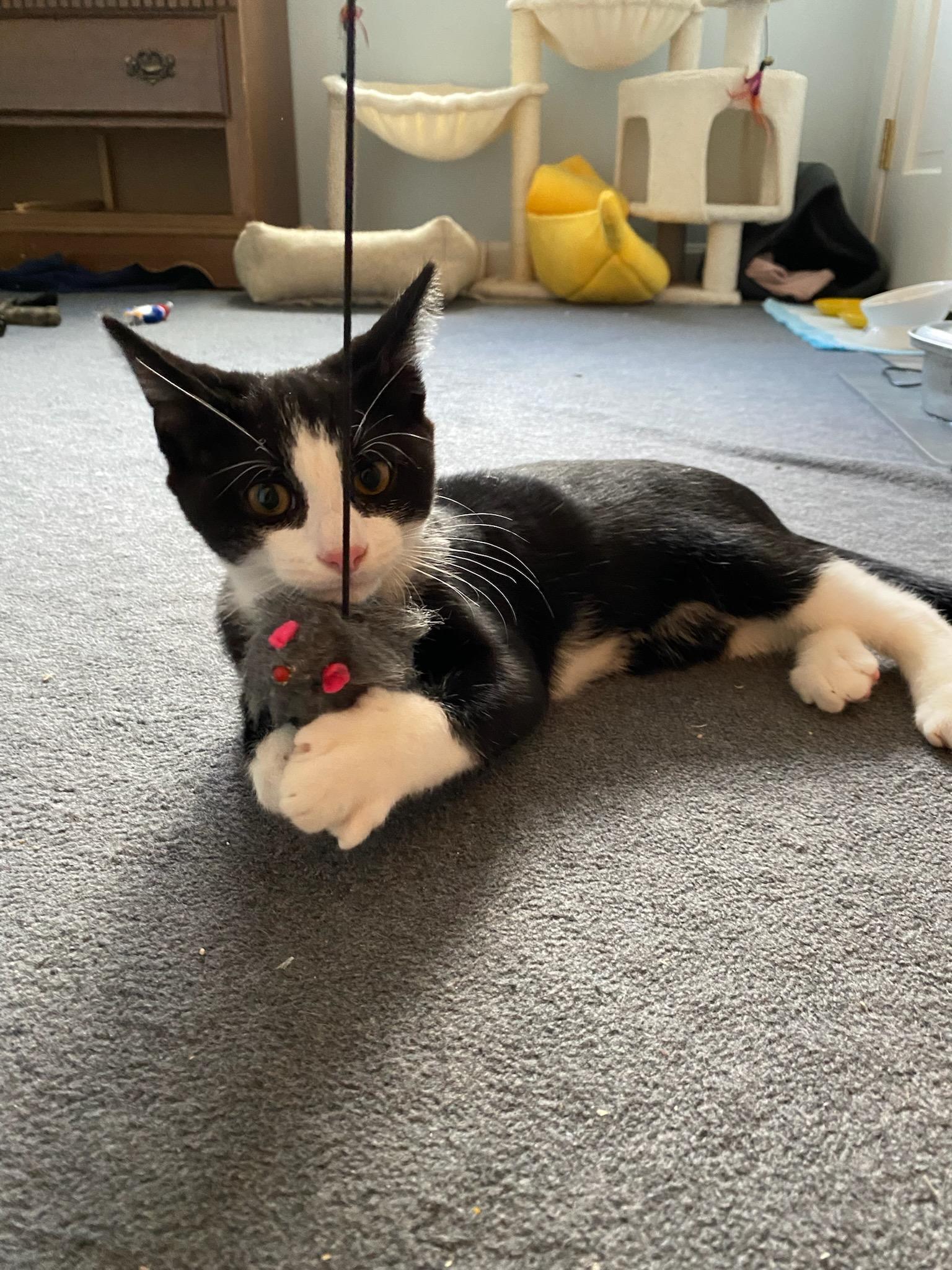 Enlarge Kharon, a ADOPTABLE mixed breed in North Billerica, MA image 5/5