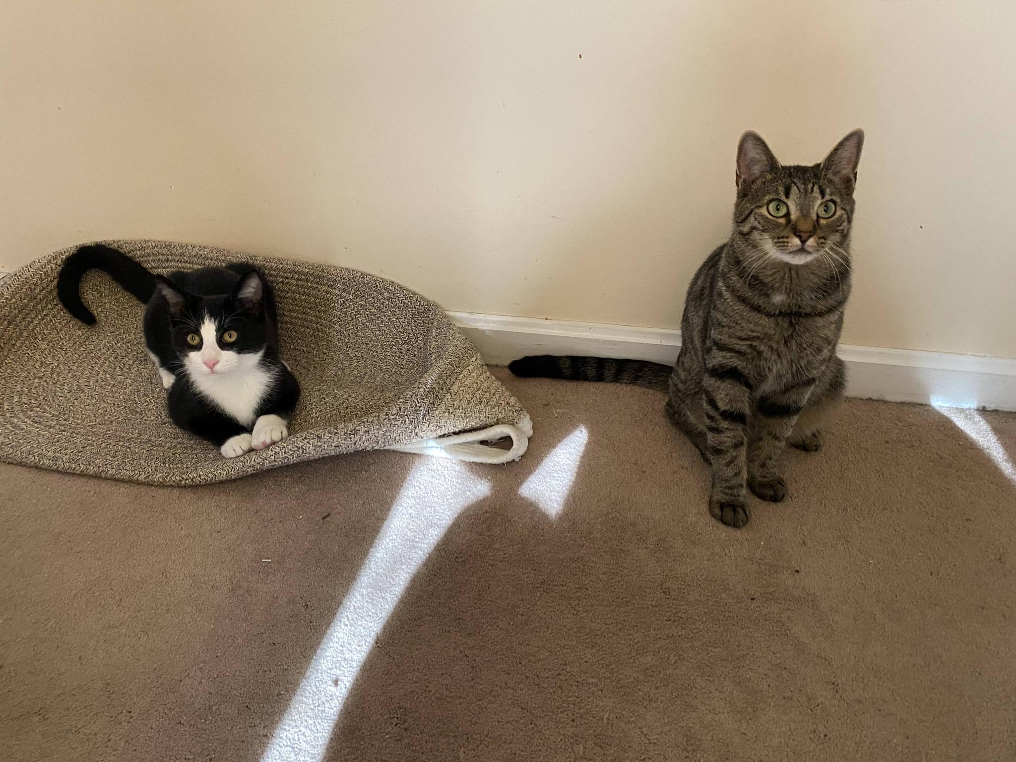 Enlarge Kharon, a ADOPTABLE mixed breed in North Billerica, MA image 2/5