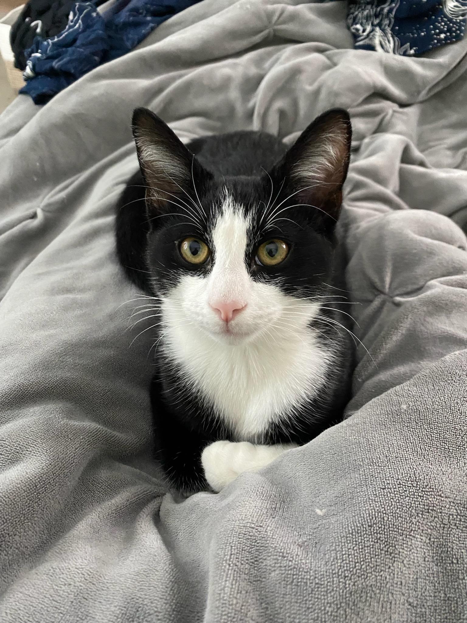 Enlarge Kharon, a ADOPTABLE mixed breed in North Billerica, MA image 3/5