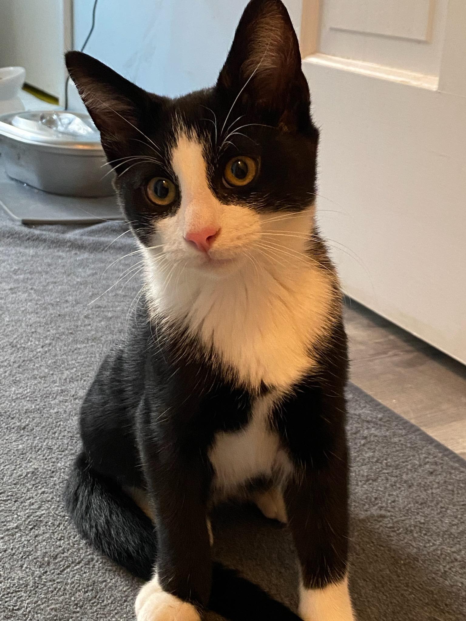 Enlarge Kharon, a ADOPTABLE mixed breed in North Billerica, MA image 4/5