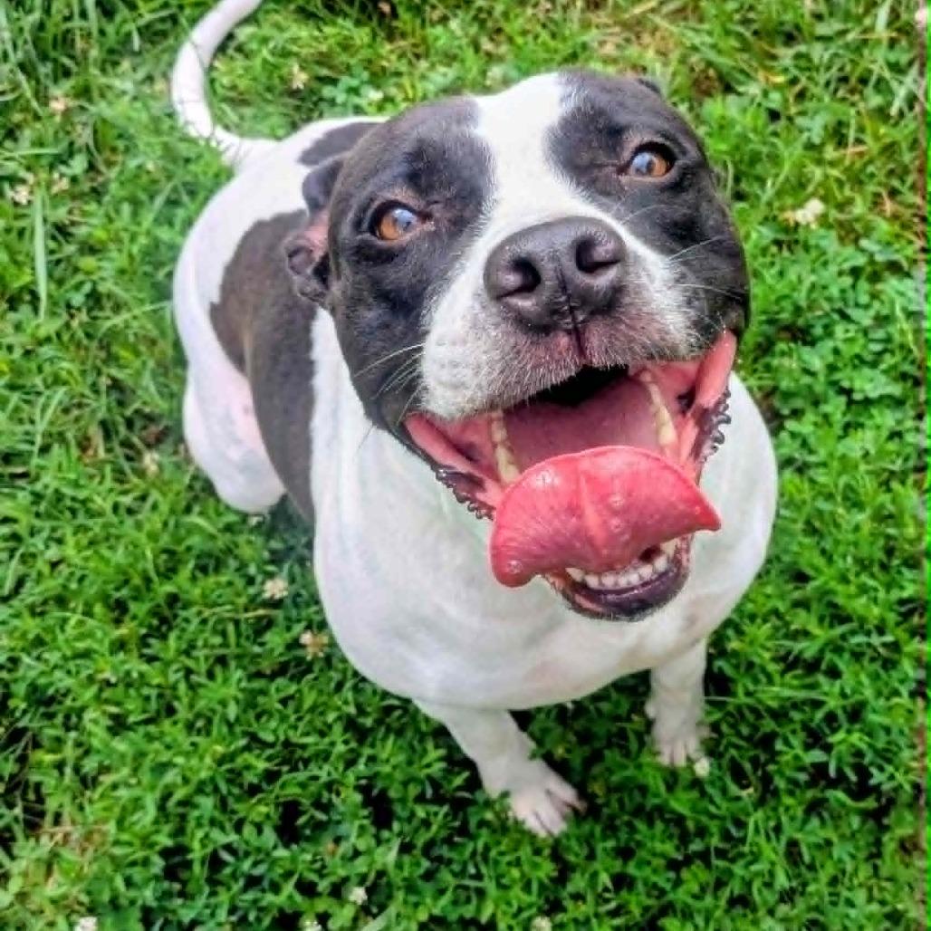 Moona, Adoptable, Adult Female Mixed Breed.
