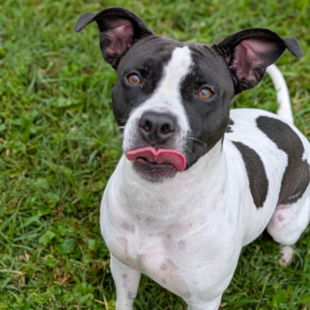 Moona, a Adoptable Mixed Breed in Jeffersonville, IN image 2/4