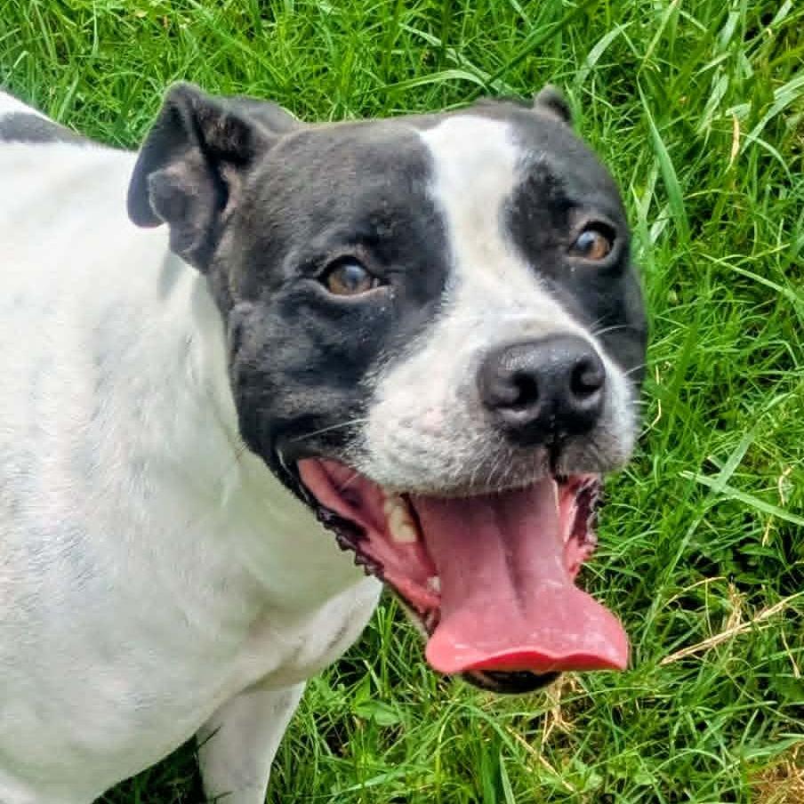 Moona, a Adoptable Mixed Breed in Jeffersonville, IN image 3/4