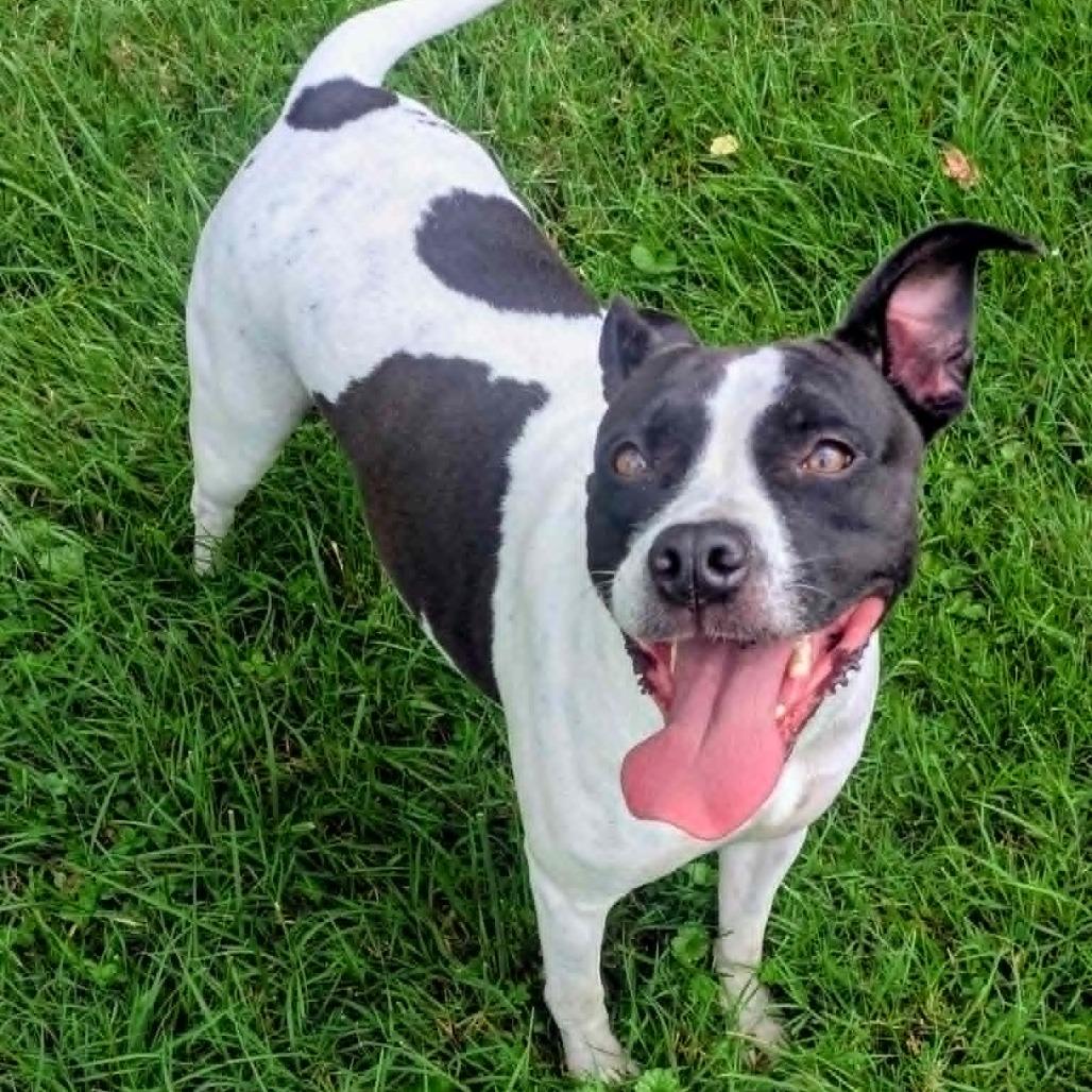 Moona, a Adoptable Mixed Breed in Jeffersonville, IN image 4/4