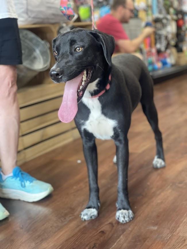 Penny, ADOPTABLE, Young Female Hound & Black Labrador Retriever.