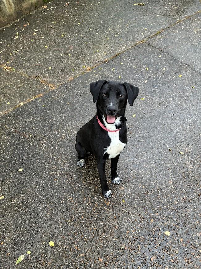 Enlarge Penny, a ADOPTABLE mixed breed in Jackson, MS image 3/4