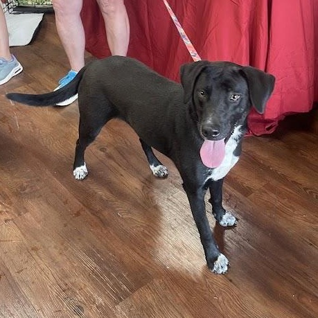 Penny, a ADOPTABLE mixed breed in Jackson, MS image 2/6