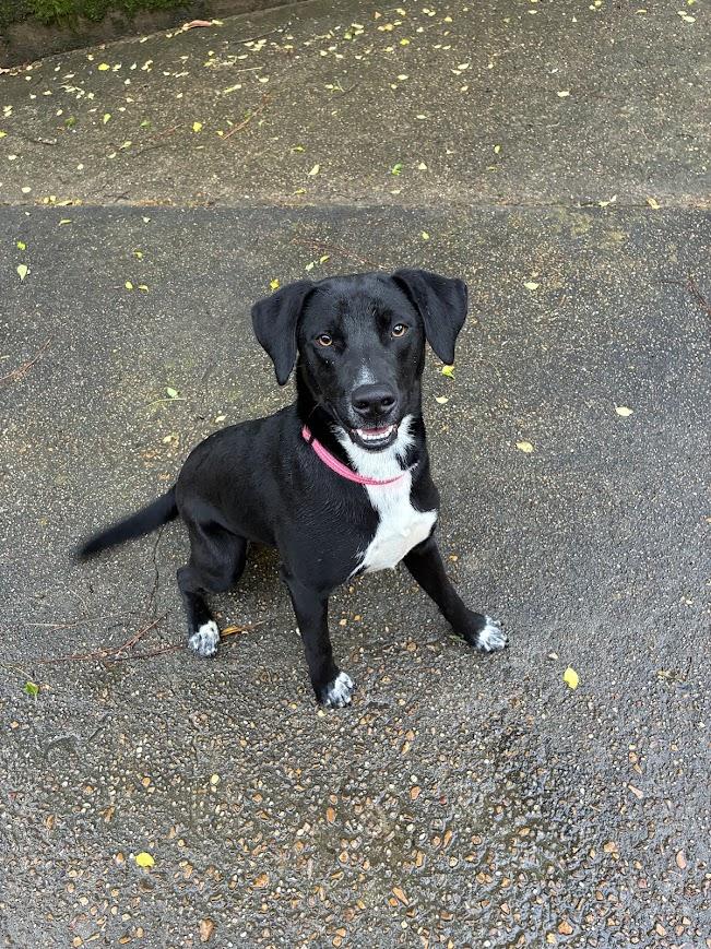 Penny, ADOPTABLE, Young Female Hound & Black Labrador Retriever.