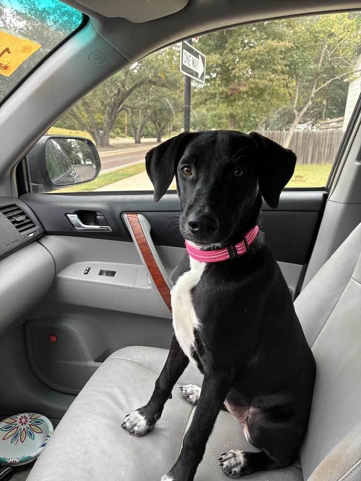 Enlarge Penny, a ADOPTABLE mixed breed in Jackson, MS image 2/4