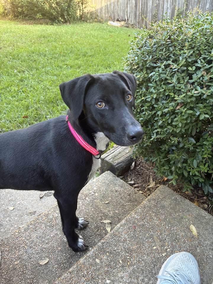 Enlarge Penny, a ADOPTABLE mixed breed in Jackson, MS image 4/4