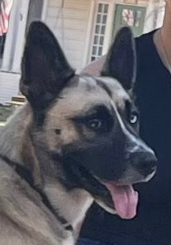 Blue , a Adoptable mixed breed in Schertz, TX image 1/2