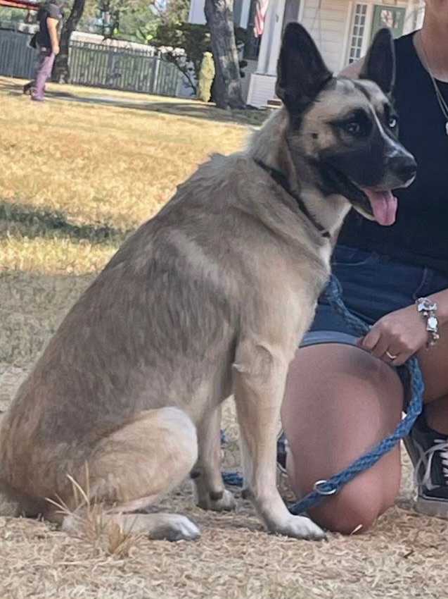 Blue , a Adoptable mixed breed in Schertz, TX image 2/2