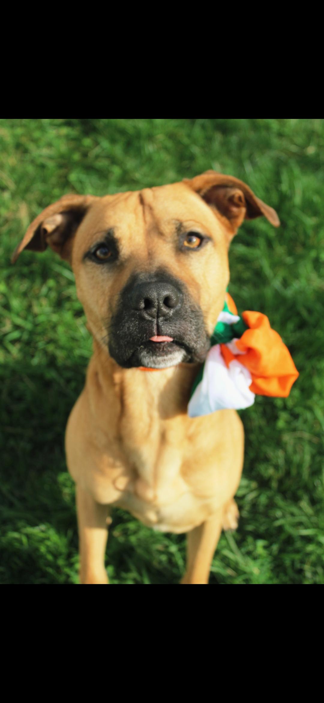 Enlarge Ford , a ADOPTABLE mixed breed in Berea, KY image 1/1