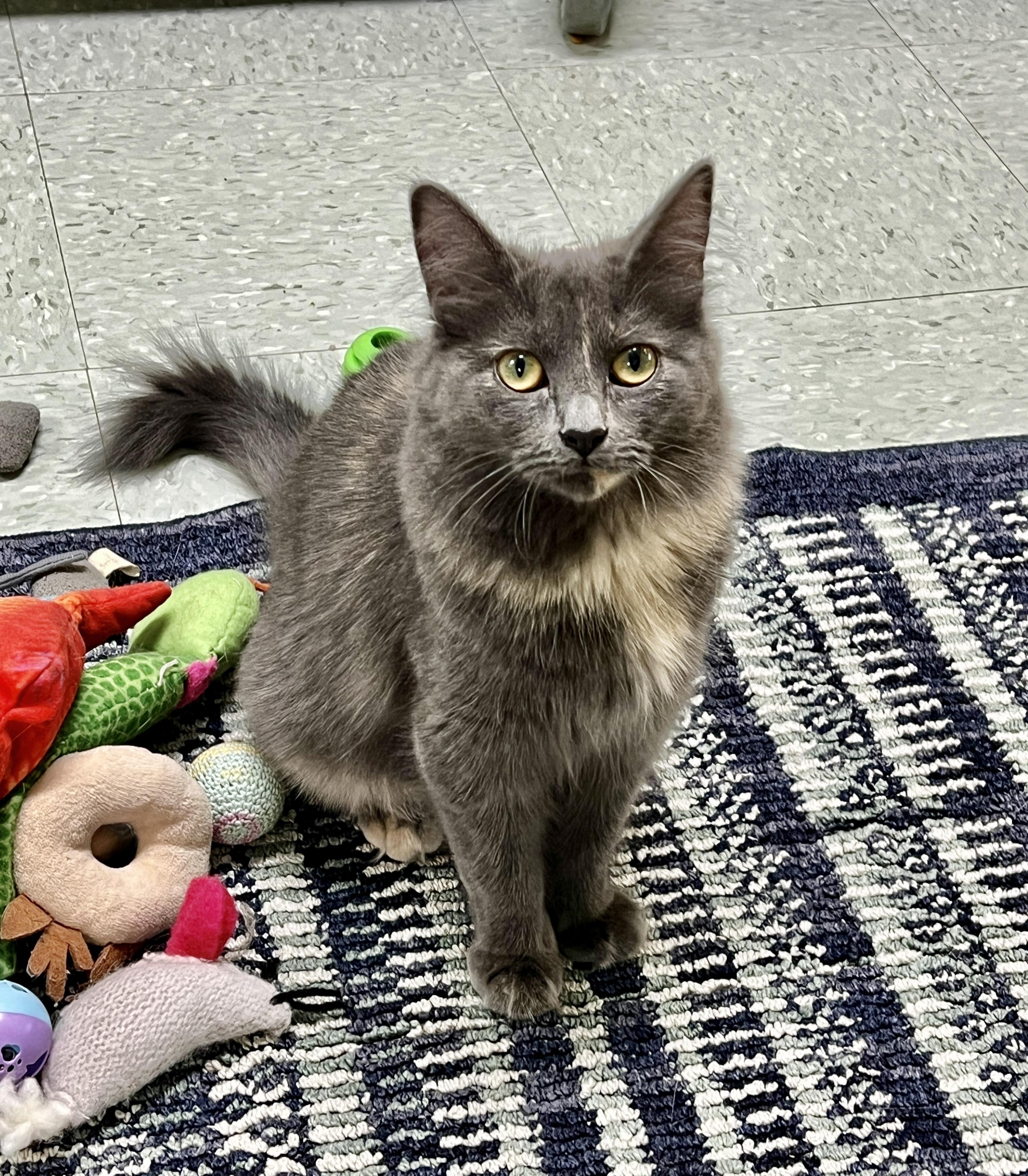 Ruth, an adoptable Domestic Long Hair in Jamestown, ND, 58402 | Photo Image 1
