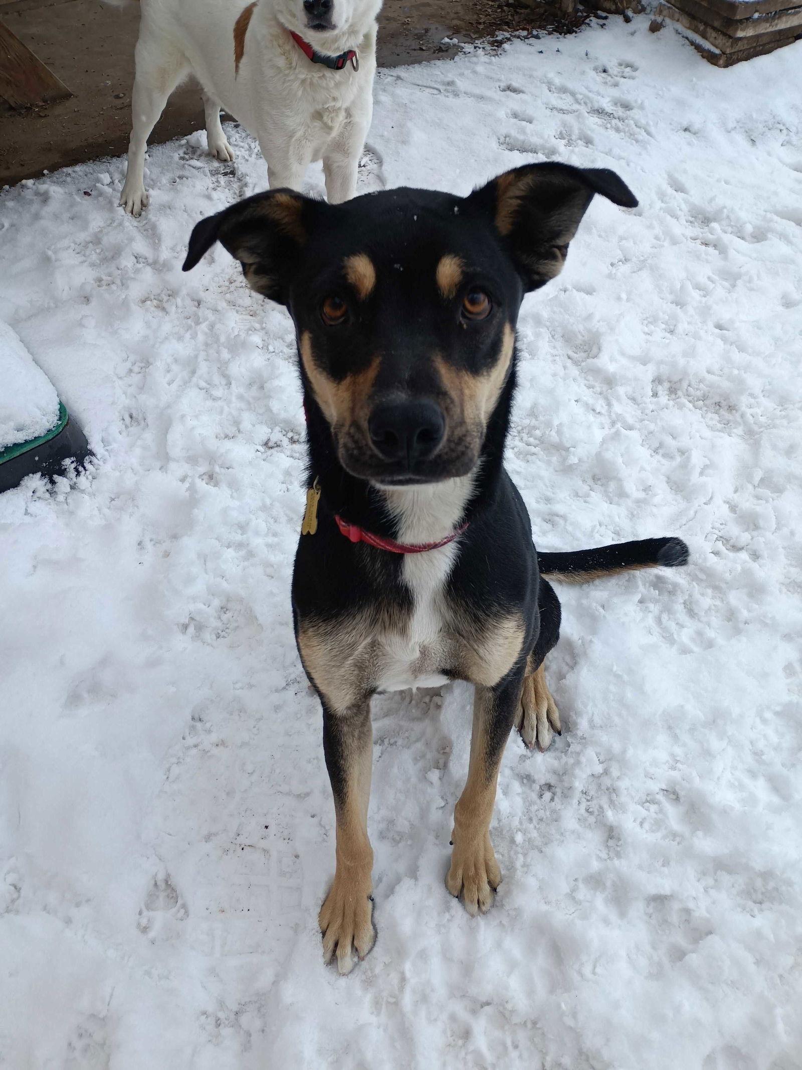 Enlarge Herkimer, a Adoptable Shepherd in Salt Lake City, UT image 1/3