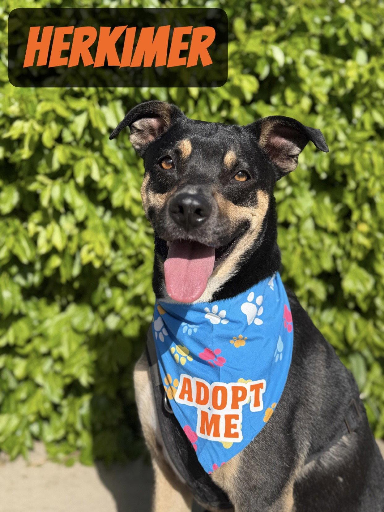Herkimer, Adoptable, Adult Male Shepherd.