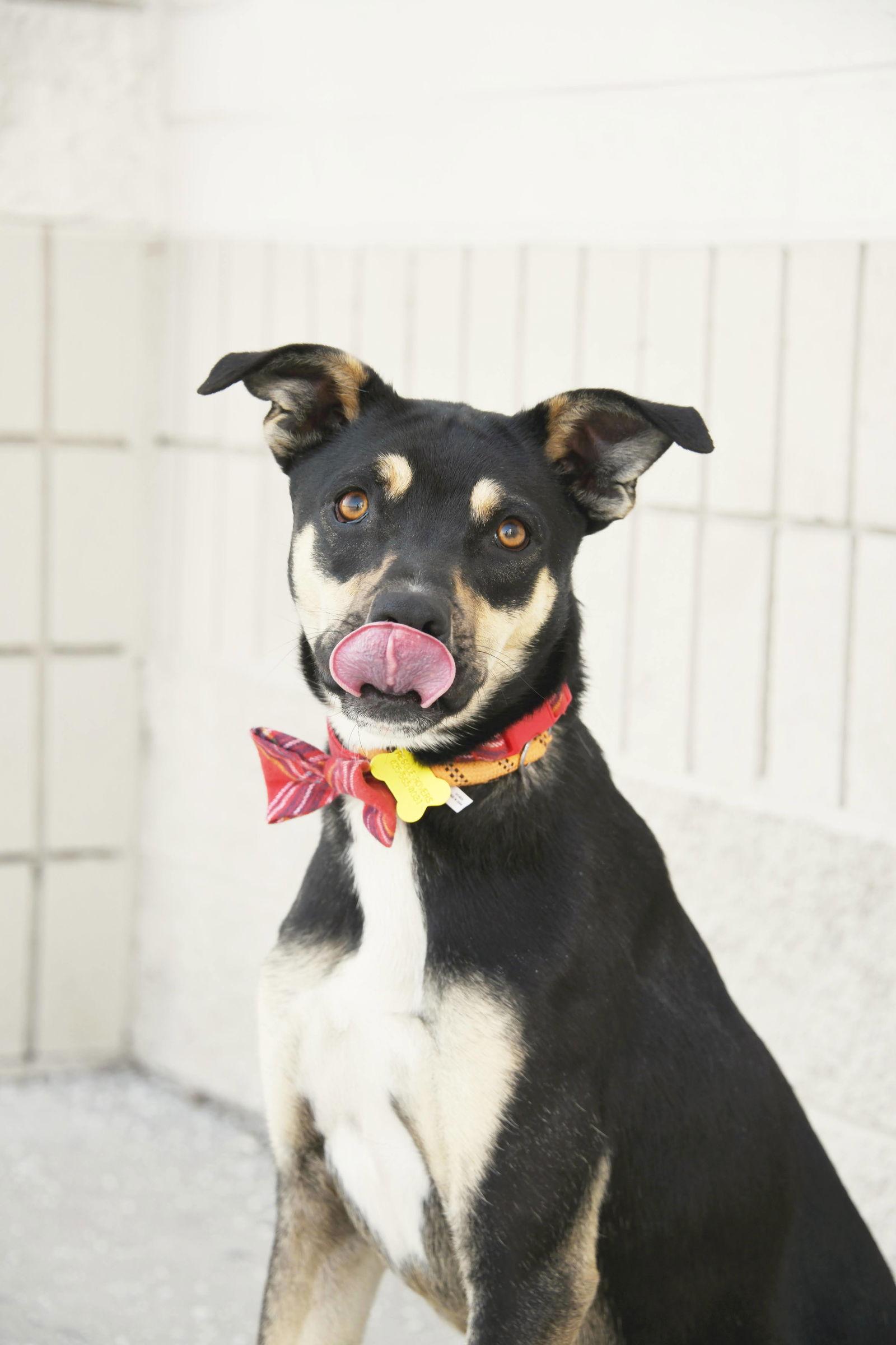 Enlarge Herkimer, a Adoptable Shepherd in Salt Lake City, UT image 2/3